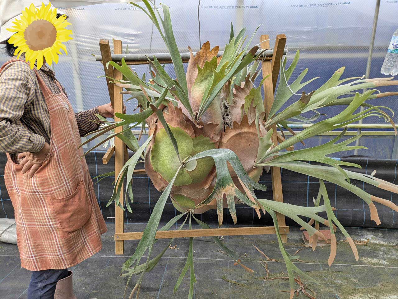 楽天市場】ビカクシダ ビフルカツムの通販