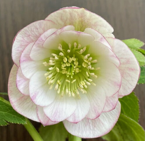 クリスマスローズ 小輪グリーングラデーション 希少 4.5寸 クリスマス