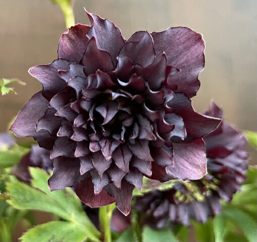 楽天市場】クリスマスローズ クレオパトラの通販