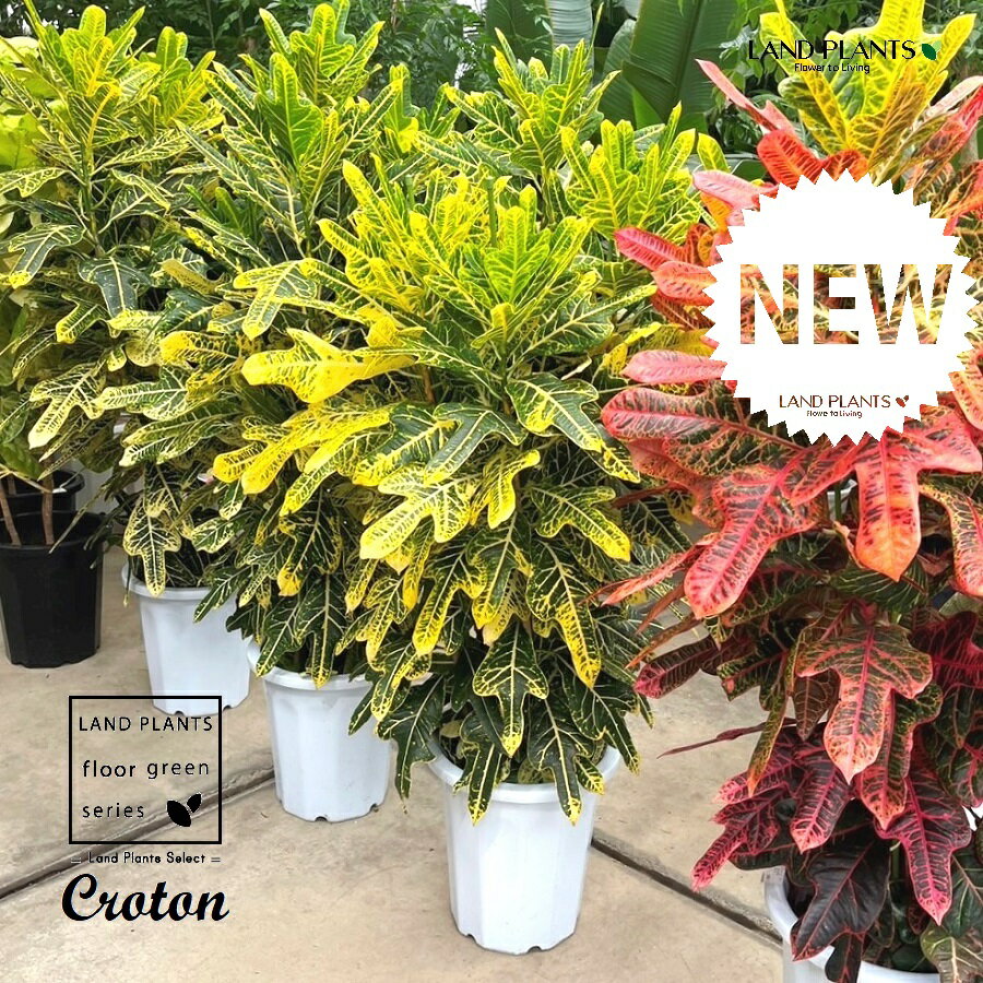 楽天市場】クロトン（観葉植物｜花・観葉植物）：花・ガーデン・DIYの通販