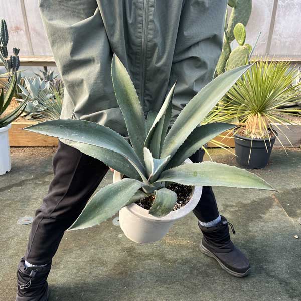 楽天市場】アガベ アメリカーナ 大の通販