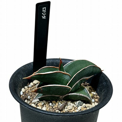 楽天市場】サンセベリア ロリダの通販