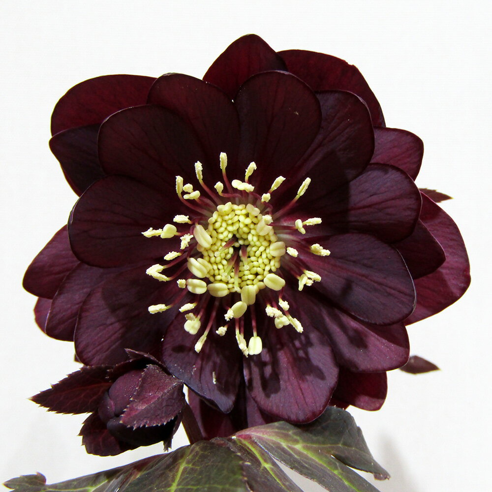 楽天市場】広瀬園芸の通販