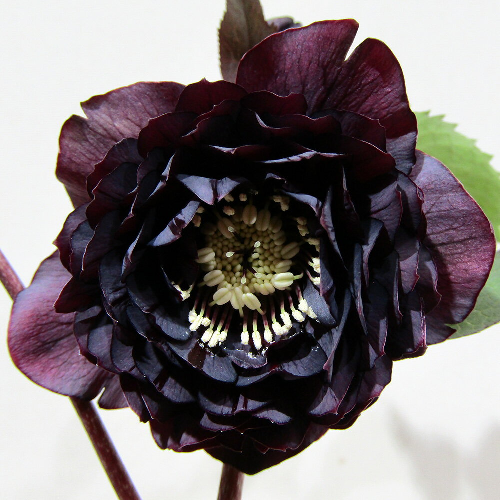 楽天市場】クリスマス ローズ 広瀬 園芸の通販