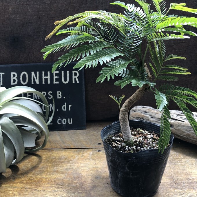 楽天市場】エバーフレッシュ 曲がりの通販