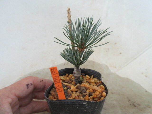 楽天市場】五葉松 実生の通販