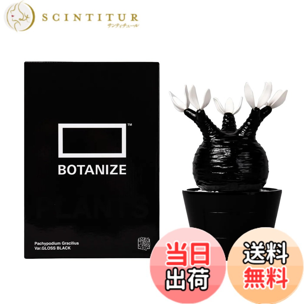 楽天市場】パキポディウム グラキリス（ホビー）の通販