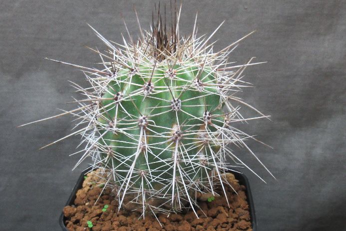 楽天市場】弁慶柱の通販