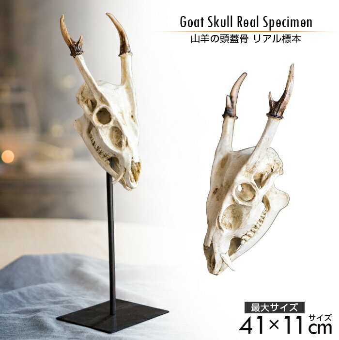 楽天市場】頭蓋骨 牛（インテリア・寝具・収納）の通販