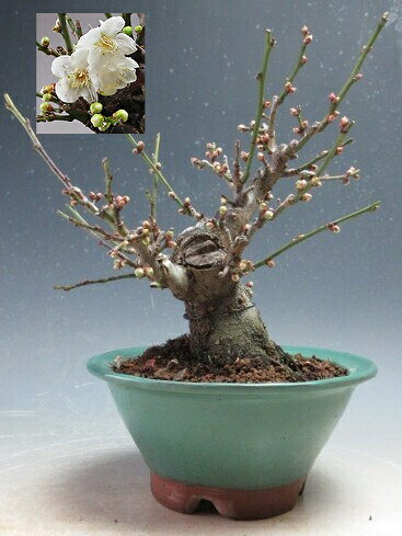 梅盆栽 野梅 古木 極太サバ幹 白花一重 (検索用 真柏、五葉松、黒松