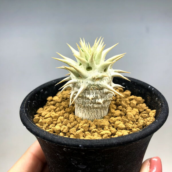 楽天市場】パキポディウムエブレネウムの通販