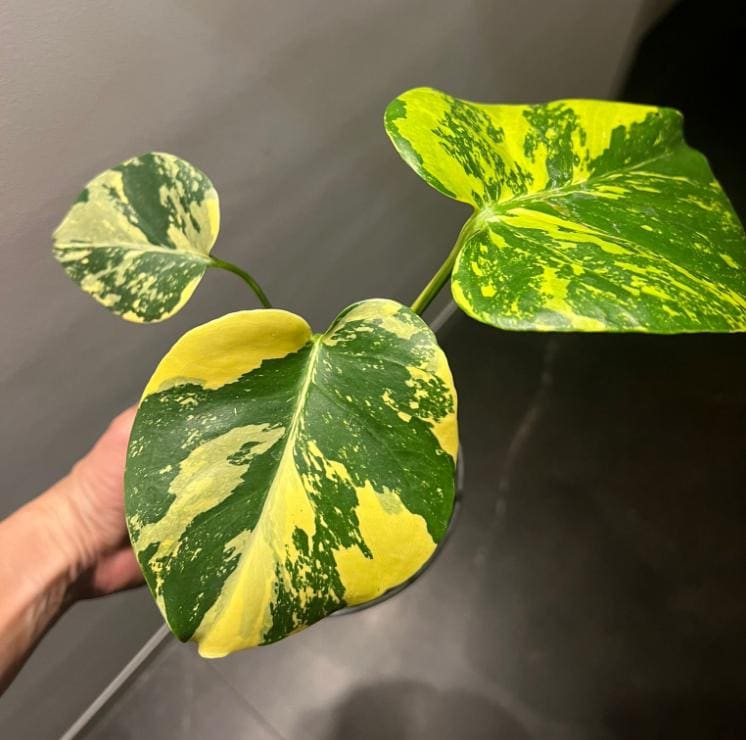 Monstera Electro-light - Tissue Culture TC – Tidal Tropicals