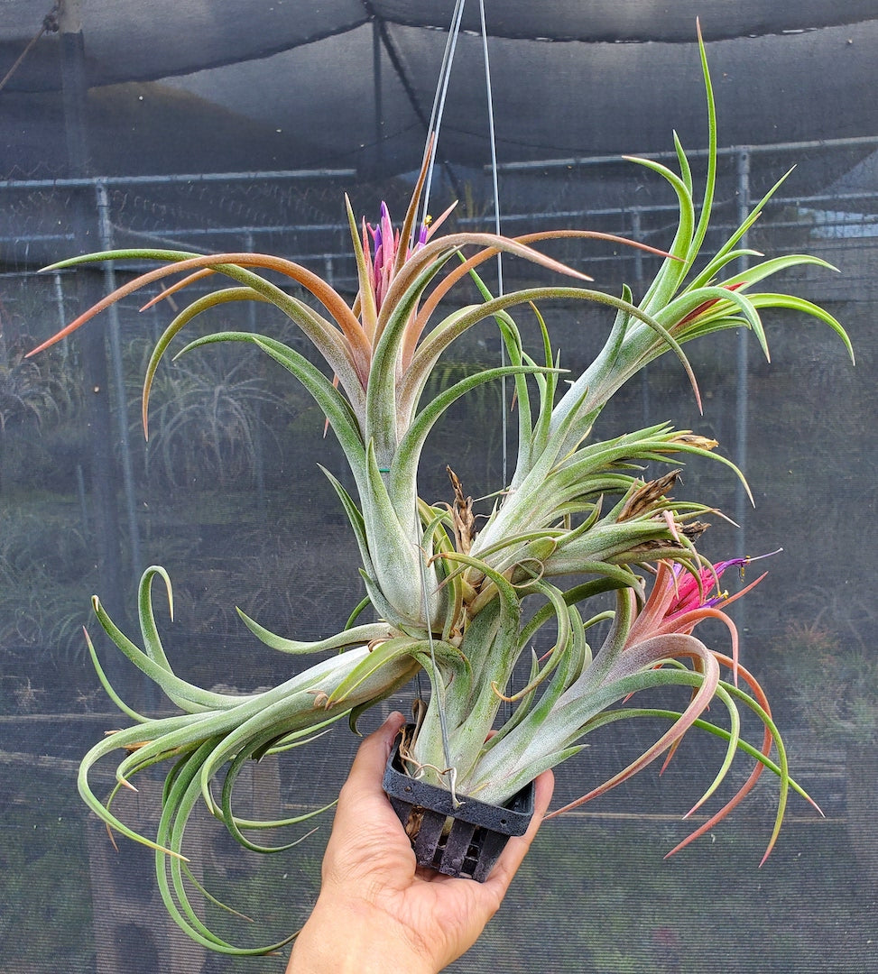 Tillandsia Hawaiian Vacation. (ionantha mexico x intermedia