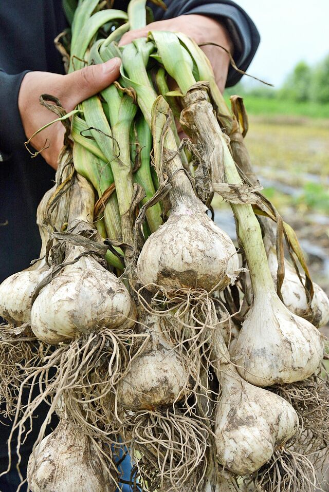 青森市浪岡の「ともちゃんにんにく」 「食べにおいでよ！」第24回