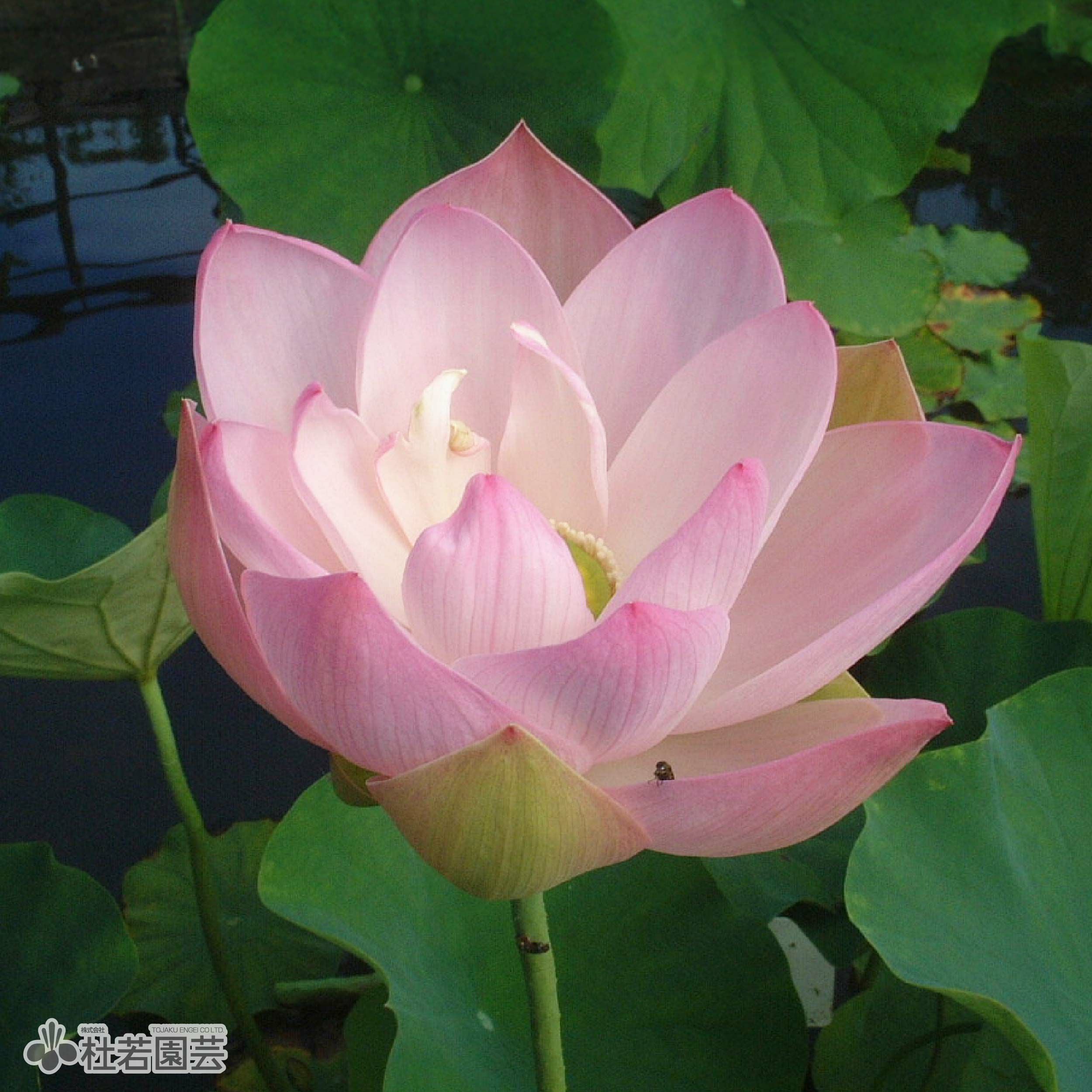 蓮、ハス】真如蓮(しんにょれん)【中・大型種】 | 杜若園芸WEBショップ