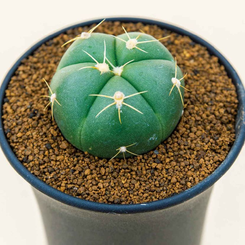 多肉植物図鑑】トゲは葉っぱ「サボテンの仲間」うちわ型・球形・柱型