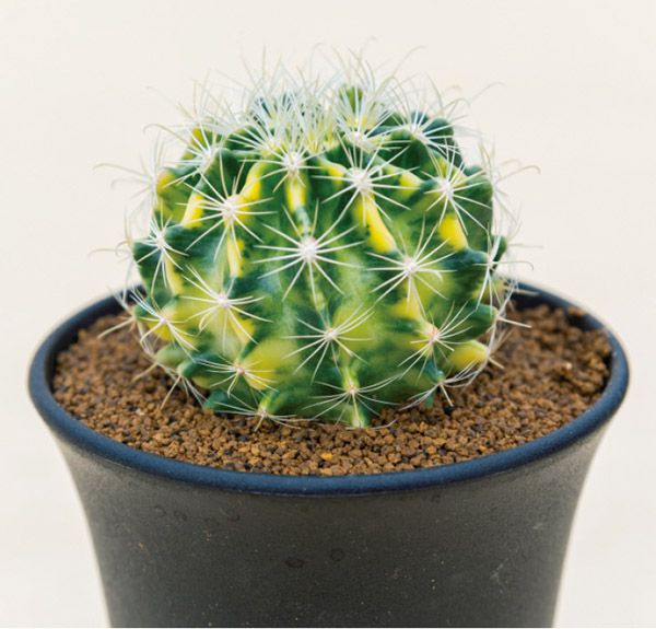 多肉植物図鑑】トゲは葉っぱ「サボテンの仲間」うちわ型・球形・柱型