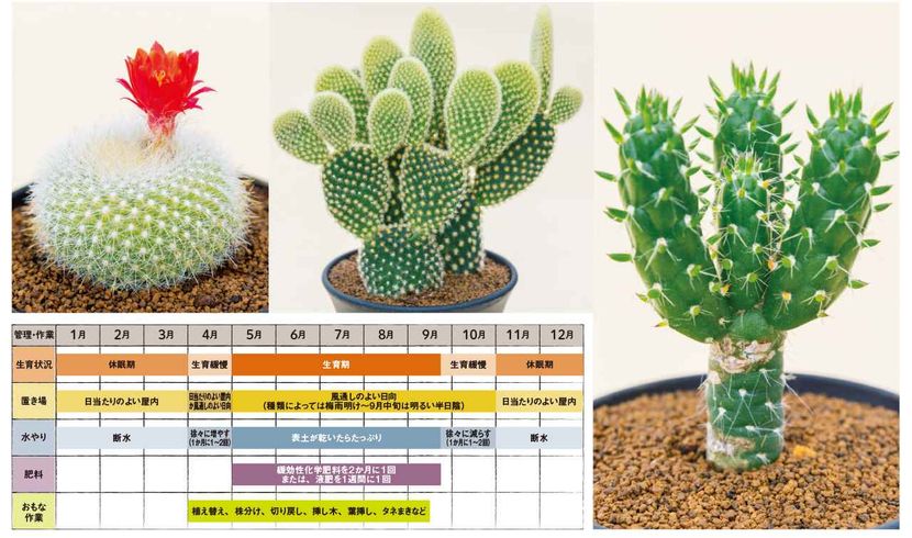 多肉植物図鑑】トゲは葉っぱ「サボテンの仲間」うちわ型・球形・柱型