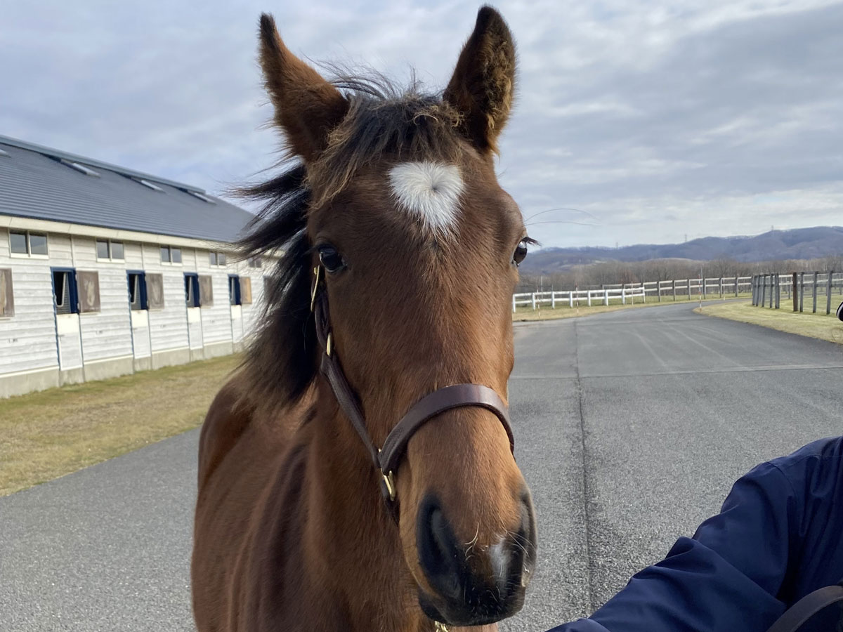レッツゴードンキがガリレオとの初子を連れて英国から帰国 フランケル
