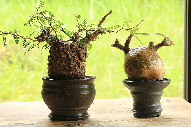 オペルクリカリアパプキス Operculicarya pachypus | 益子焼窯元よこやま