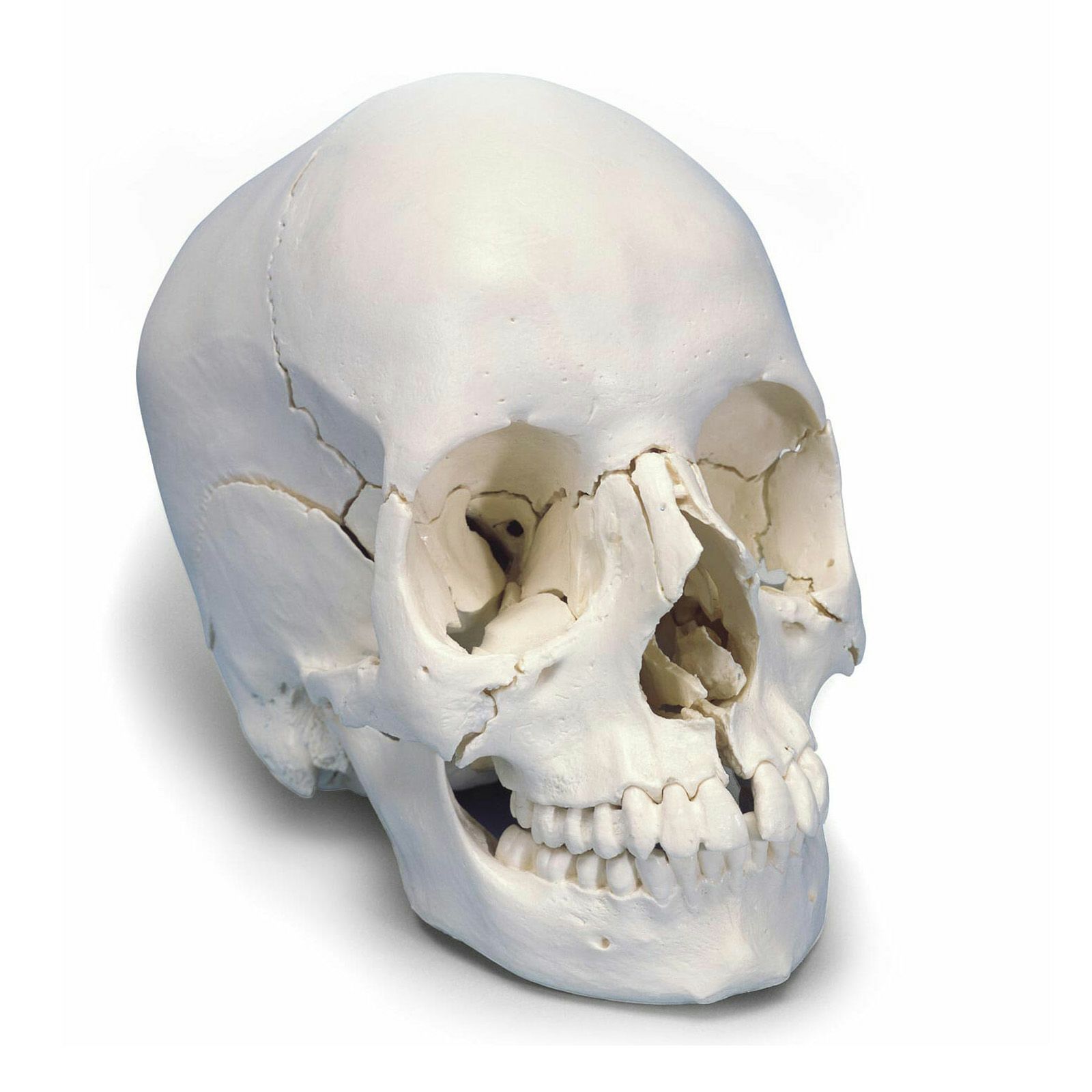 頭蓋骨22分解キット、ナチュラルカラー仕様 A290 | トワテック