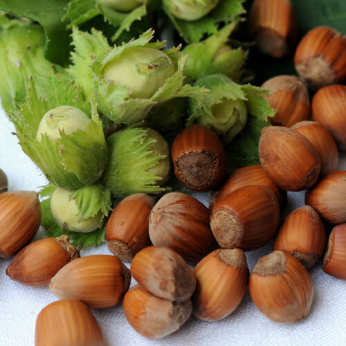 楽天市場】ヘーゼルナッツ（西洋ハシバミ） 4.5号(直径13.5cm) ポット