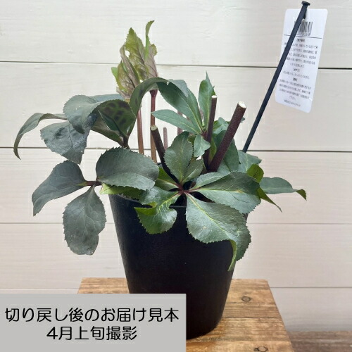 楽天市場】完全生産者限定品クリスマスローズ マホガニースノー 5号鉢