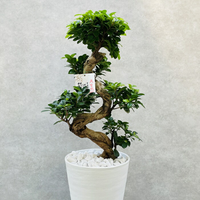 楽天市場】観葉植物 ガジュマルの木 昇り竜 縁起物 高さ70cm前後