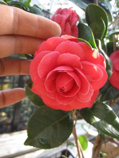 楽天市場】大苗紅乙女椿 自宅のお庭に紅乙女椿お勧めです 【庭木