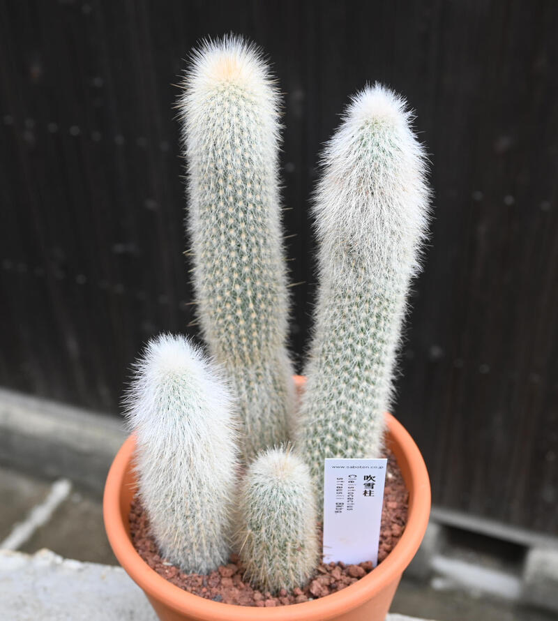 楽天市場】現品 サボテン 吹雪柱 柱サボテン 多肉植物 鉢植え クレイス