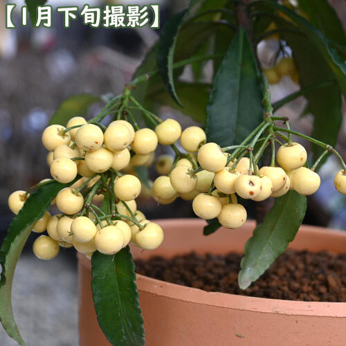 楽天市場】2026年万両 鉢植え 大実万両 素焼き鉢入り縁起の良い木