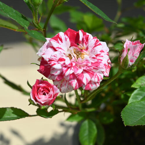 楽天市場】2025年5月開花 ミニバラ ゼブラ 鉢花 姫バラ 薔薇 絞り咲き