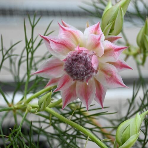 楽天市場】2026年1月～2月開花めずらしいお花オージープランツプリティ