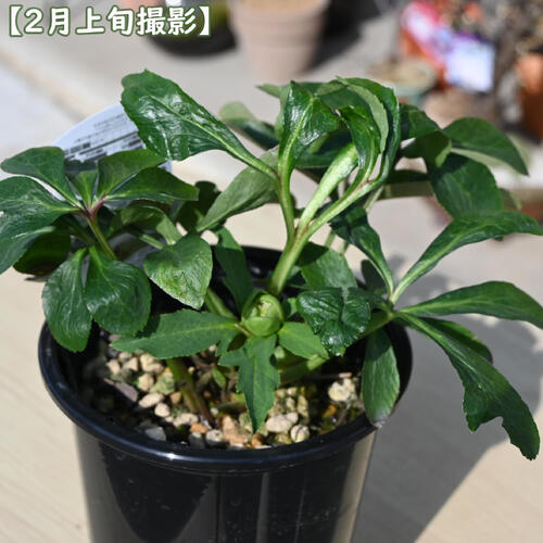 楽天市場】2026年NEW クリスマスローズ 苗 5号プラ鉢入り