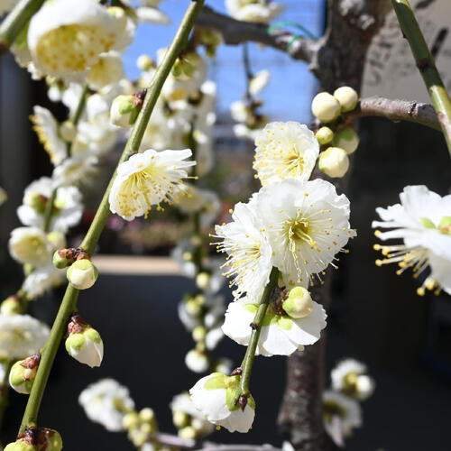 楽天市場】2026年3月開花中 しだれ梅苗 白花 大きい苗 八重咲き 枝垂れ