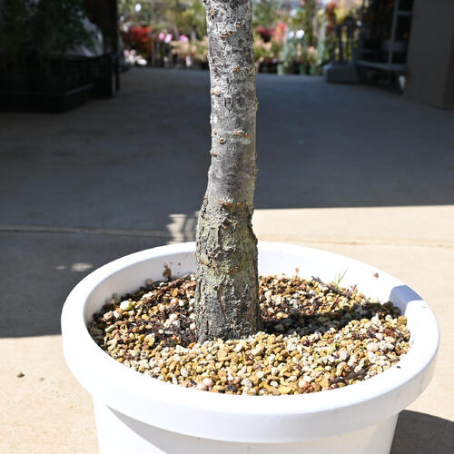 楽天市場】2026年3月開花中 しだれ梅苗 白花 大きい苗 八重咲き 枝垂れ