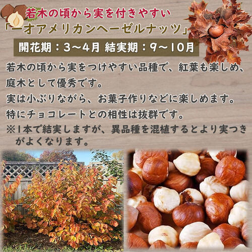 楽天市場】2026年NEW 一才アメリカンヘーゼルナッツ苗2年生 挿し木