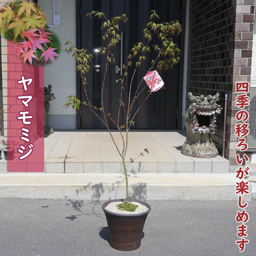 楽天市場】お誕生日の贈り物に 2024年NEW ヤマモミジ 鉢植え 山紅葉