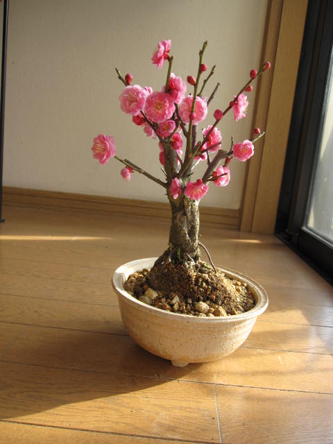 楽天市場】2026年2月頃に開花梅盆栽八重ピンク梅盆栽 梅と 香りの