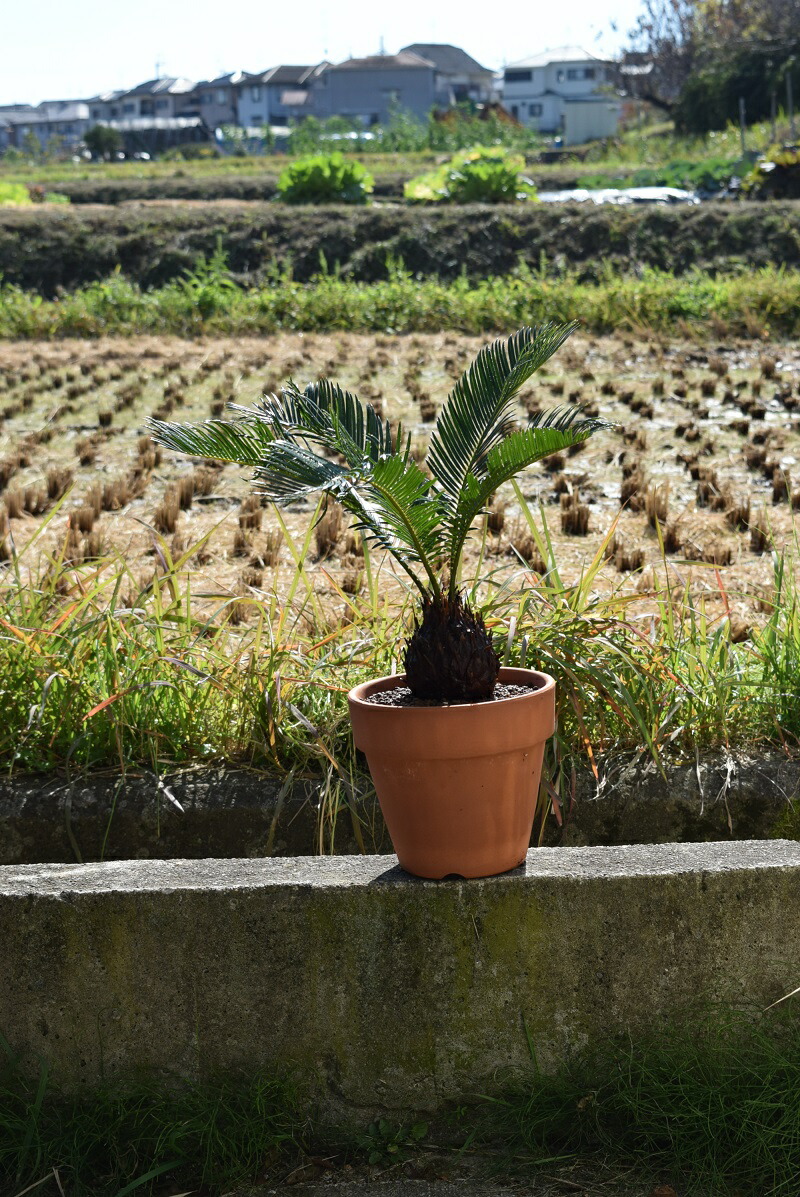 楽天市場】蘇鉄 ソテツ鉢植えそてつの鉢植え6号鉢植え : 園芸百貨店