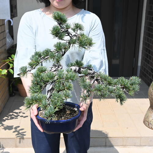 楽天市場】現品 2025年8月27日撮影 五葉松盆栽 本格 五葉松 盆栽 縁起