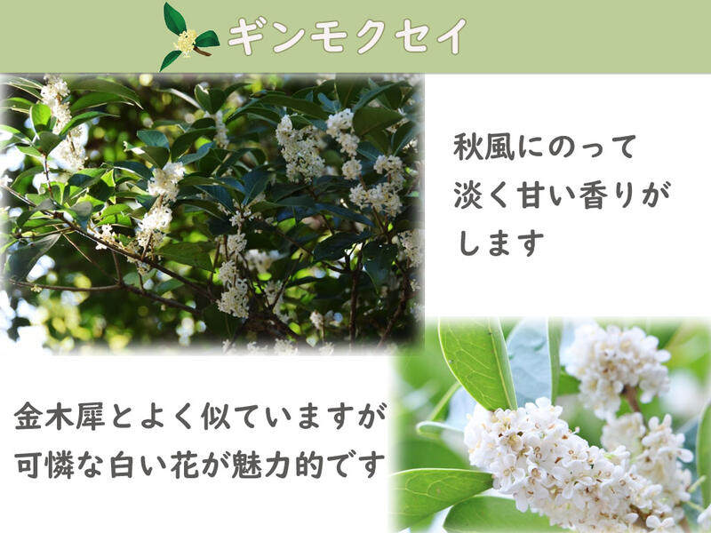楽天市場】2026年10月開花予定です苗木 ギンモクセイ 銀木犀 白花