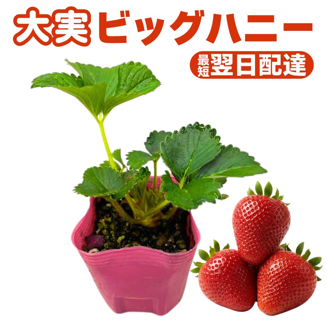 楽天市場】いちご 苗 大粒 販売 初心者でも育てやすい 病気に強い