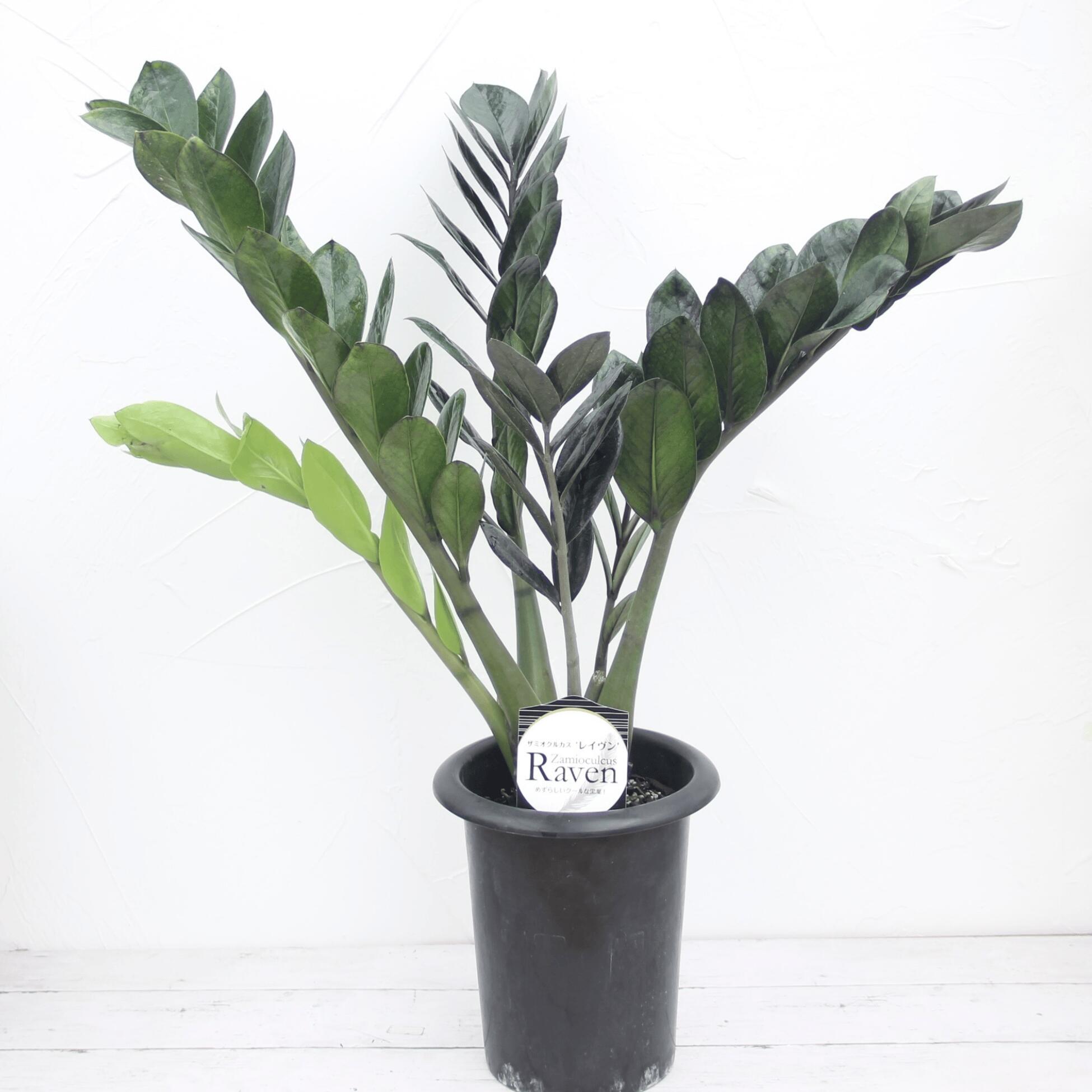 楽天市場】『ザミオクルカス レイブン』観葉植物 6号ポット鉢 希少品種