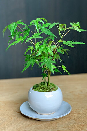 楽天市場】盆栽 ヤマモミジ（白鉢）下皿付 山モミジ モダン シンプル