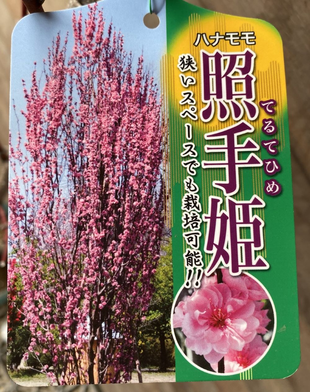 楽天市場】照手姫 花桃 苗木 6寸鉢植え テルテヒメ てるてひめ【庭木