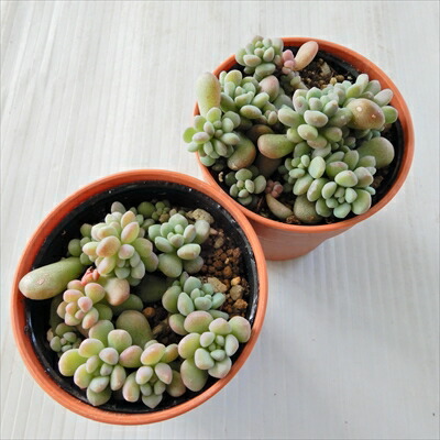 楽天市場】多肉植物 hmセダム ばらまき ワンダ・ワンダ No.2 多肉植物