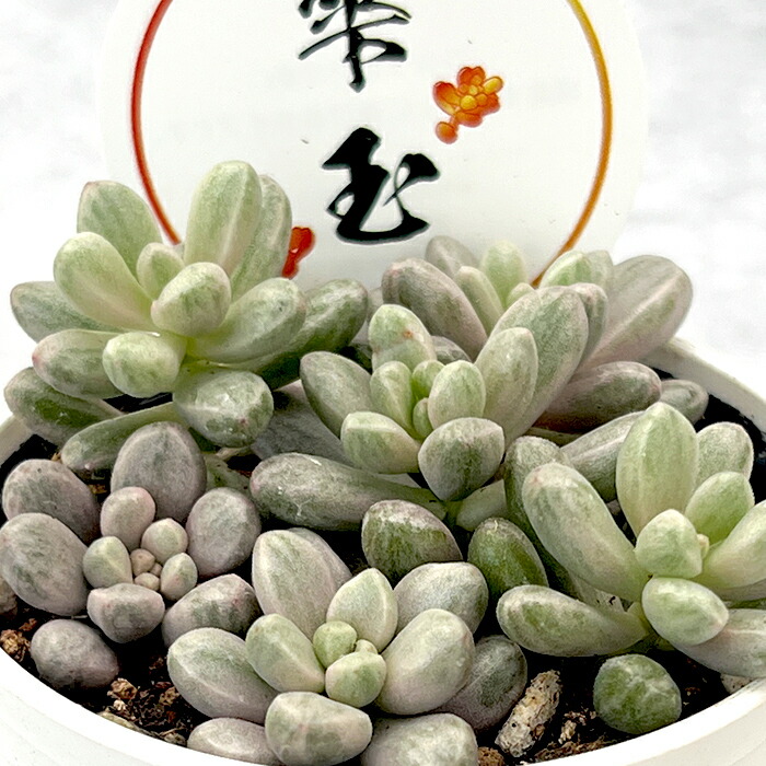 楽天市場】多肉植物 seセダム 雫玉 しずくだま 多肉植物 セダム 斑入り