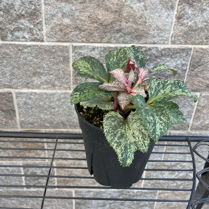 楽天市場】斑入りクリスマスローズ スノーフィーバー 5号鉢 送料無料