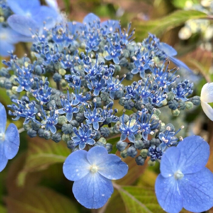 楽天市場】【まもなく締め切り】 予約販売 山アジサイ 水色の雨 9cm